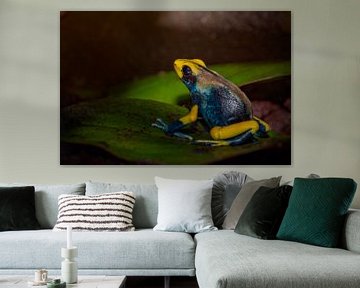 Geel blauwe gifkikker zittend op een blad by Desirée Couwenberg