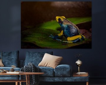 Geel blauwe gifkikker zittend op een blad van Desirée Couwenberg
