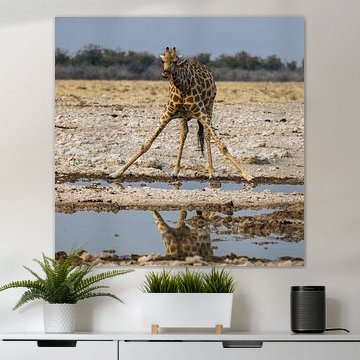 Giraf in spreidstand