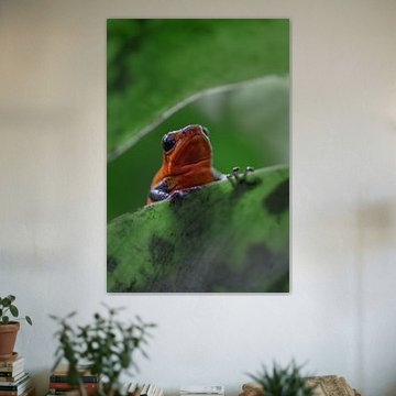 Little strawberry frog