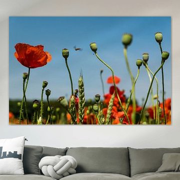 Klaprozen, altijd vrolijk!