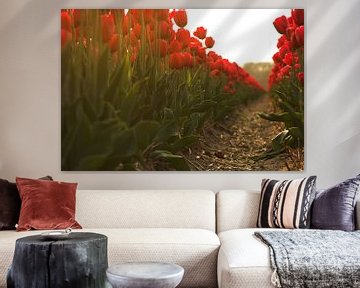 Tulips in line by Jasper van der Meij