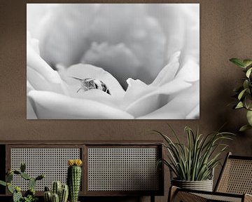 High Key Fotografie: Elegante Witte Roos met Slak - Zwart-Wit Kunstwerk voor Serene Interieurs van Elianne van Turennout