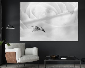 Schnecke auf einen weiße Rose von Elianne van Turennout