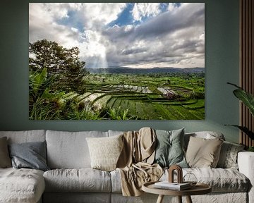 Green cascade rice field plantation terrace. Bali, Indonesia by Tjeerd Kruse
