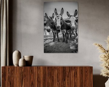 Nieuwsgierige ezels op een rijtje van Sasja van der Grinten