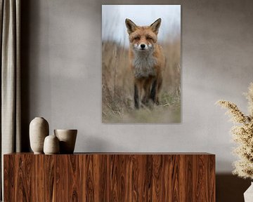 Red Fox , frontal shot, low point of view, close-up van wunderbare Erde