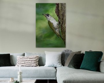 Green Woodpecker ( Picus viridis ), perched on a tree trunk, turning back its head, van wunderbare Erde