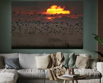 Greylag Geese (Anser anser) rising in flight at sunrise