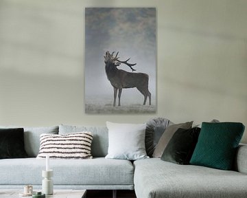 Red Deer / Stag  (Cervus elaphus) roaring in morning fog. by wunderbare Erde