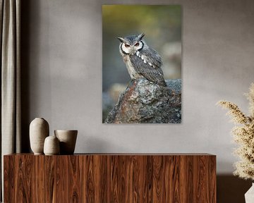 Southern White-faced Owl (Ptilopsis granti) van wunderbare Erde