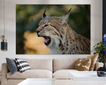 Eurasian Lynx (Lynx lynx), close-up, headshot