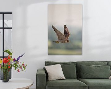 Faucon pèlerin * Falco peregrinus * en vol haut au-dessus du paysage sur wunderbare Erde