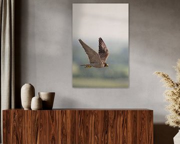 Slechtvalk * Falco peregrinus * in vlucht hoog boven het landschap van wunderbare Erde