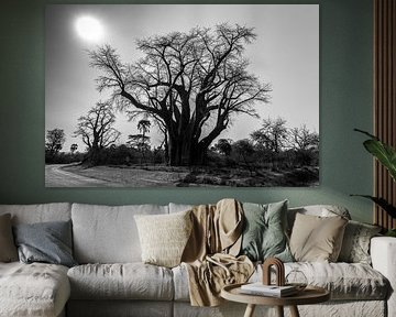 Afrikaanse Baobab in Zimbabwe