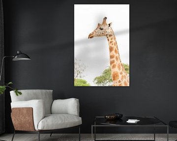 Giraffe in Oeganda von Robert van Hall
