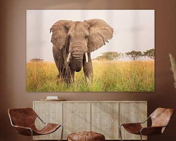 Olifant in de savanne in Oeganda van Robert van Hall