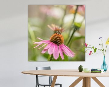 Echinacea of Zonnehoed von Carolina Roepers