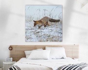 Red Fox ( Vulpes vulpes ) hunting in snow