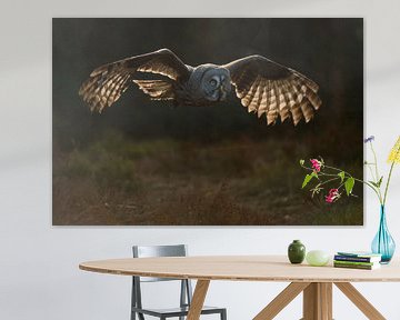 Great Grey Owl ( Strix nebulosa ) in silent flight, nice backlight