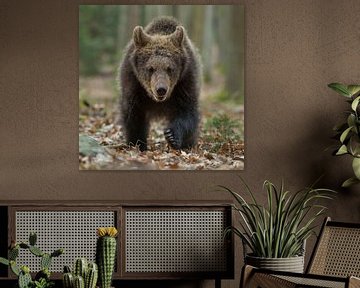 European Brown Bear ( Ursus arctos ), young cub walking, frontal shot sur wunderbare Erde