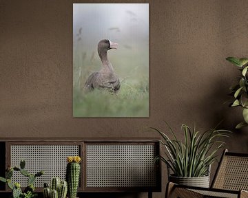 Greater White-fronted Goose ( Anser albifrons ),
