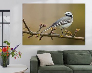 Pied Wagtail ( Motacilla alba ) sitting on a twig of a cherry tree