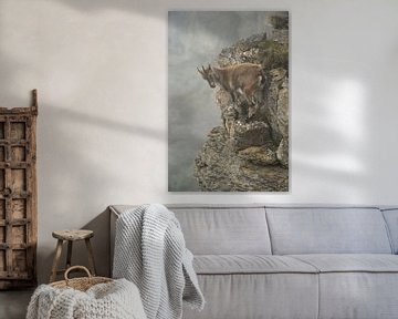 Alpensteinbock *Capra ibex* in der Steilwand von wunderbare Erde