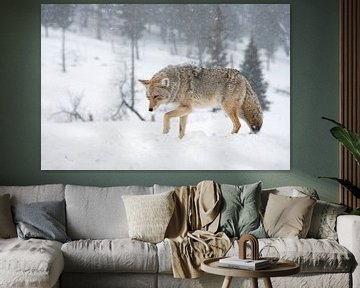Coyote ( Canis latrans ), in winter, heavy snowfall van wunderbare Erde