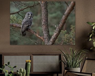 Great Grey Owl ( Strix nebulosa ) perched in a pine tree van wunderbare Erde