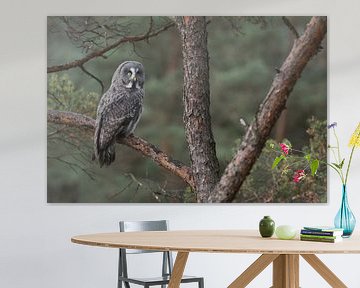 Great Grey Owl ( Strix nebulosa ) perched in a pine tree van wunderbare Erde