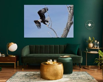 Bald Eagle ( Haliaeetus leucocephalus ), taking off from a cottonwood tree, Yellowstone van wunderbare Erde