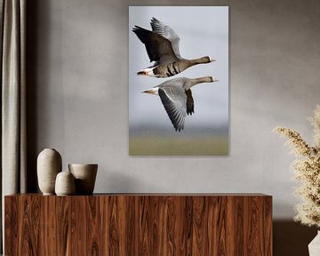 White-fronted Geese ( Anser albifrons ) in flight van wunderbare Erde