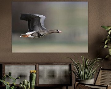 White-fronted Goose ( Anser albifrons ), in fast flight