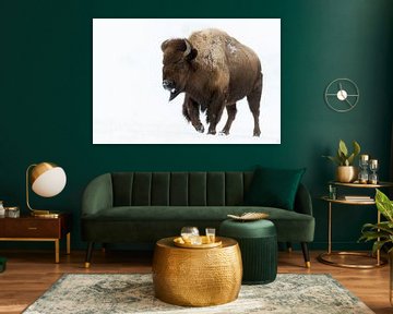 Amerikaanse bizon * Bizon bizon * sjokkend door de sneeuw van wunderbare Erde