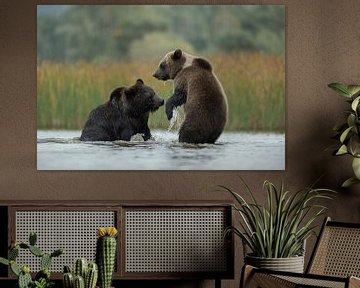 Eurasian Brown Bears ( Ursus arctos ) fighting in water