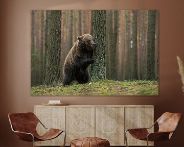 European Brown Bear ( Ursus arctos ) plays hide and seek van wunderbare Erde