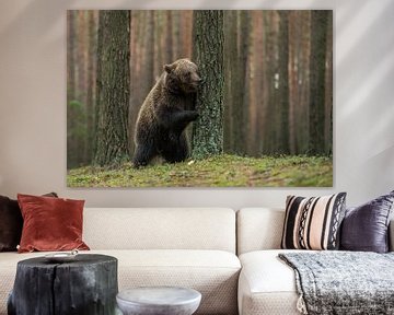 European Brown Bear ( Ursus arctos ) plays hide and seek van wunderbare Erde