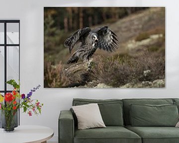 Great Grey Owl ( Strix nebulosa )  flapping wings van wunderbare Erde