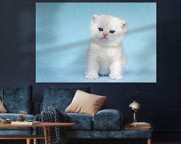 Young white kitten sits on blue background