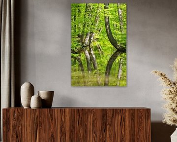 Curve tree trunks in forest with reflection in water of forest stream by Ben Schonewille