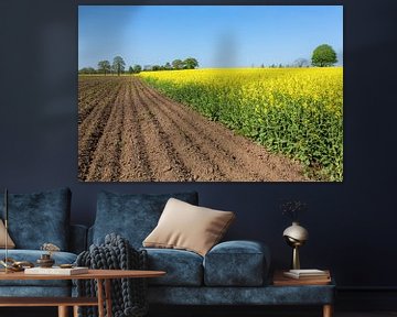Dutch landscape with plowed field and yellow flowering field of rapeseed plants by Ben Schonewille