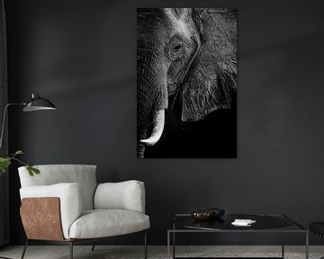 Olifantportret in zwart-wit
