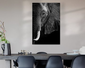 Portrait d'éléphant en noir et blanc