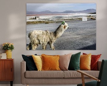 Lama in Bolivien von Arno Maetens