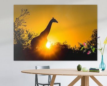 Silhouette de girafe au coucher du soleil sur Davy Vernaillen