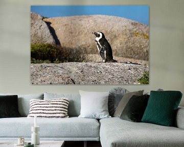 Pinguïn sur Speksnijder Photography