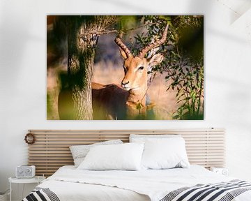 Antilope near Livingston, Zambia by Jurgen Hermse