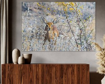 Steenbok in Etosha National Park by Jurgen Hermse