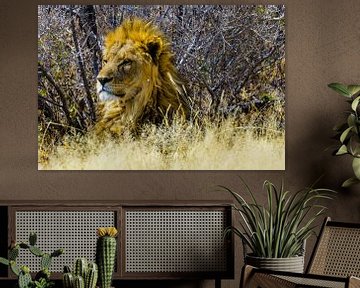 Lion in Etosha National Park van Jurgen Hermse